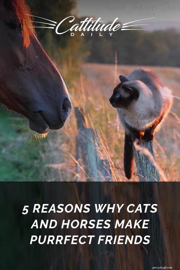 고양이와 말이 완전한 친구가 되는 5가지 이유