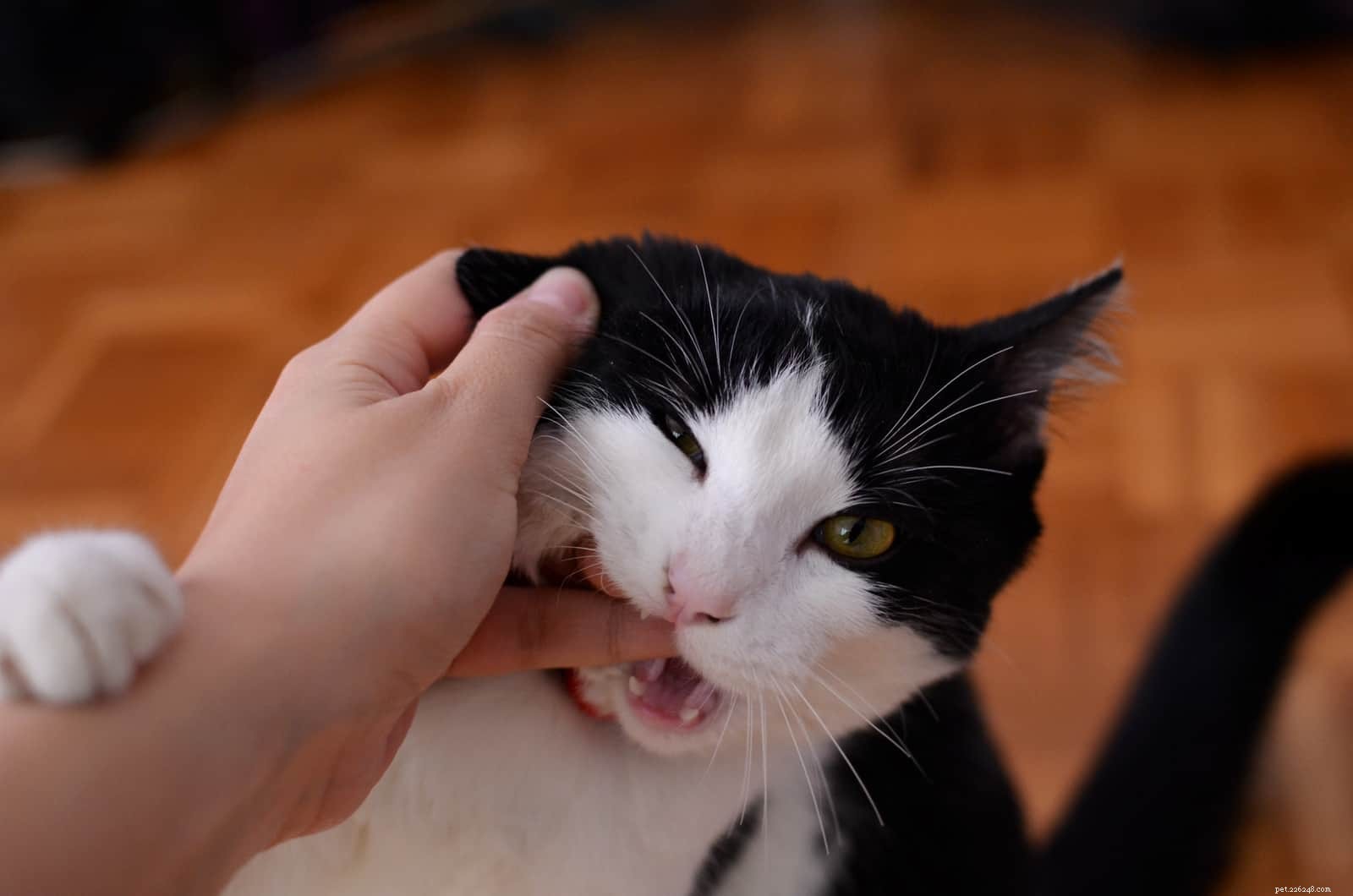 Varför biter min katt mig när jag klappar den?