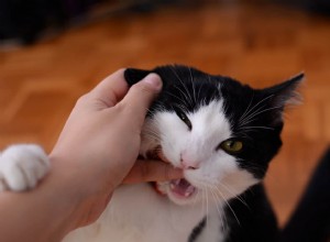 ペットを飼っているときに猫が私を噛むのはなぜですか？ 
