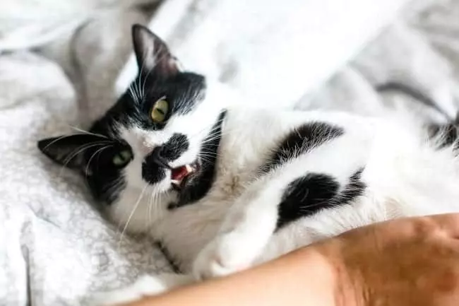 Varför biter min katt mig när jag klappar den?