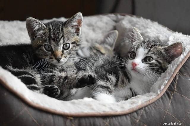 60 úžasných faktů o kočkách pro kočičí fanatiky