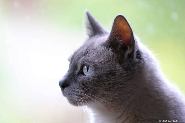 60 удивительных фактов о кошках для кошачьих фанатиков