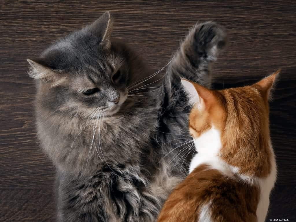 Почему ваша кошка внезапно нападает на вас, а также еще 4 интересных поведения кошек