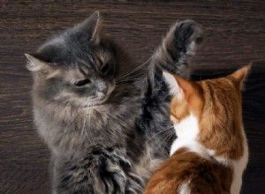 Proč vás vaše kočka náhle napadne, plus 4 další zajímavé kočičí chování