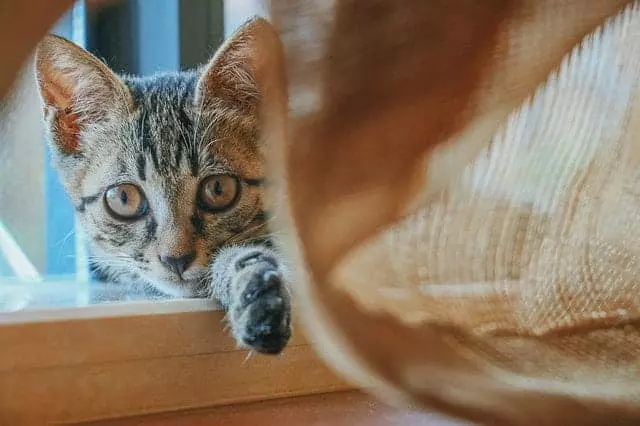 Pět možných důvodů, proč je vaše kočka náladová