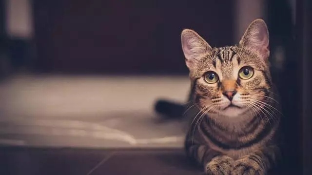 Pourquoi votre chat dort sur votre tête et d autres comportements étranges de chat expliqués !