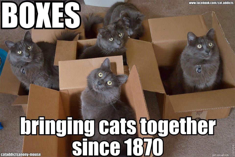Por que os gatos amam tanto as caixas?