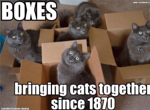 고양이가 상자를 좋아하는 이유는 무엇입니까?