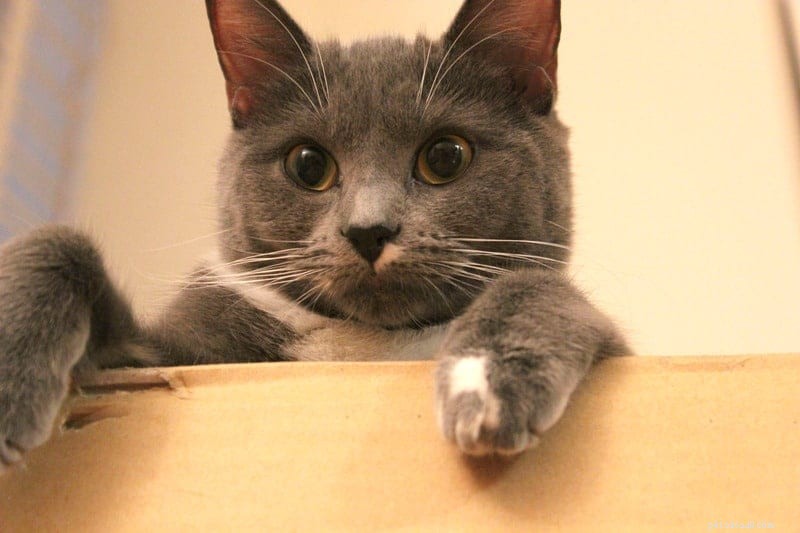 Proč kočky tak milují krabice?