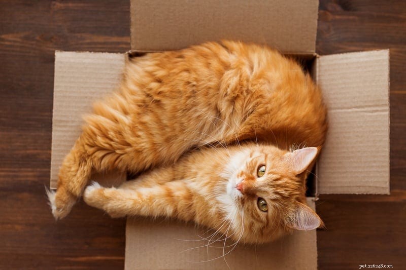 Proč kočky tak milují krabice?