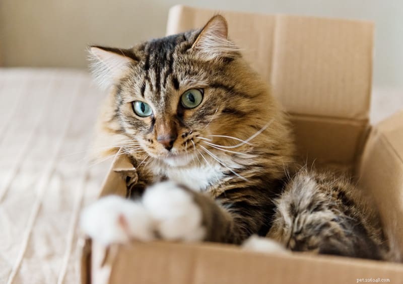 Waarom houden katten zo veel van dozen?