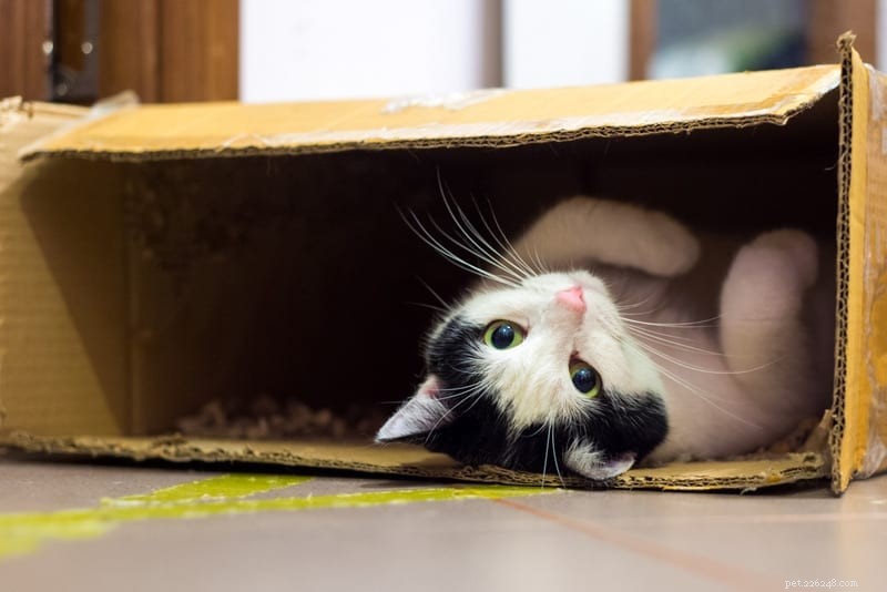 Perché i gatti amano così tanto le scatole?