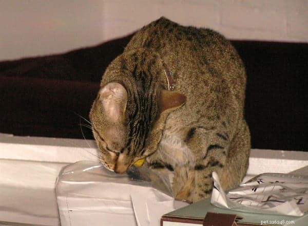 Perché alcuni gatti leccano la plastica?