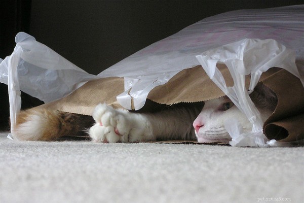 일부 고양이는 플라스틱을 핥는 이유는 무엇입니까?