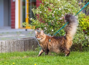 Tail Talk:What Your Cat s Tail Is Telling You
