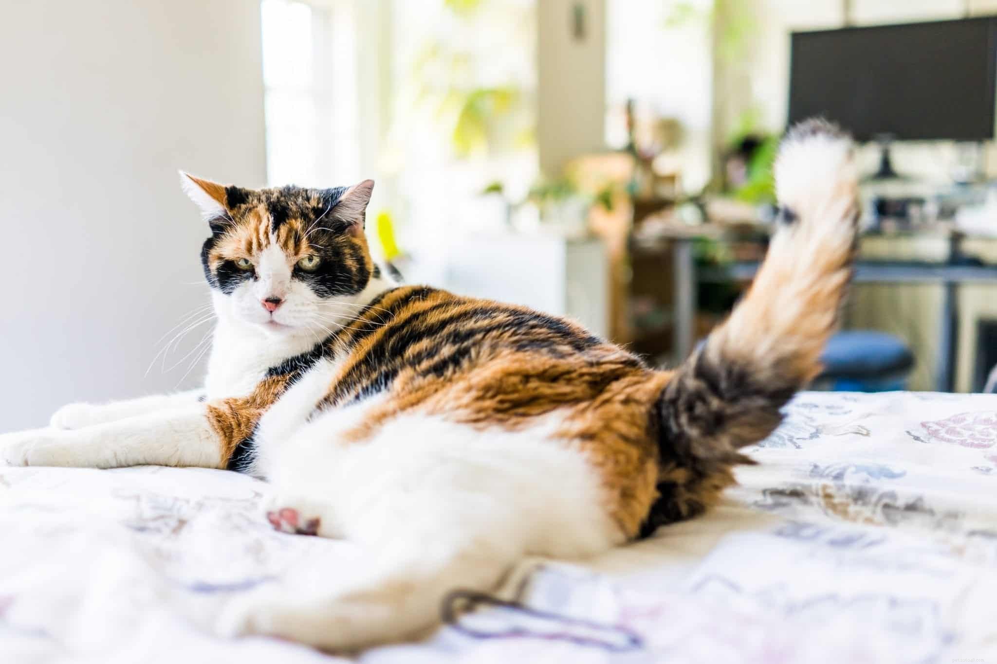 Разговор о хвосте:о чем говорит вам хвост вашей кошки