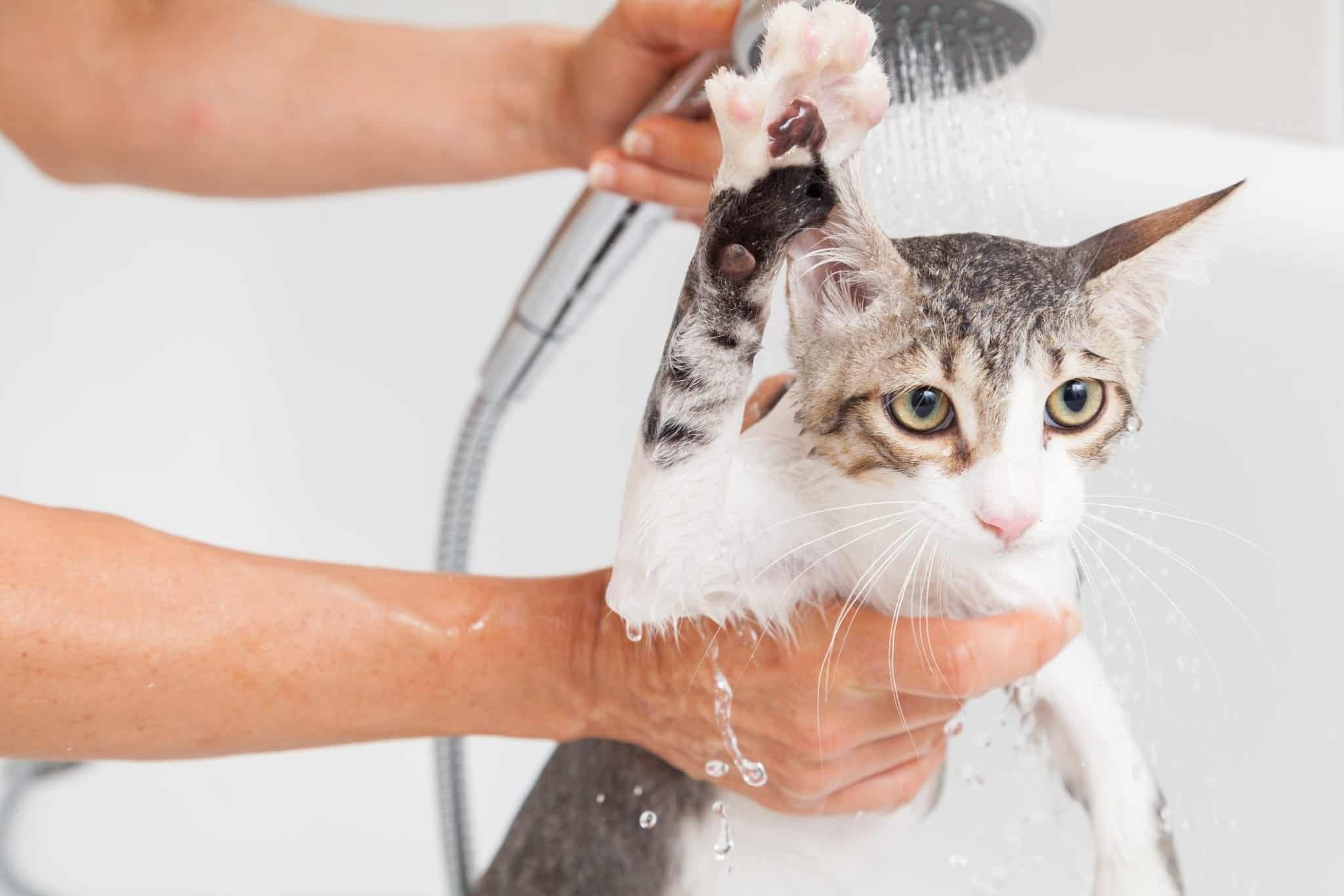 De ultieme gids om uw kat een bad te geven ZONDER gekrast te worden