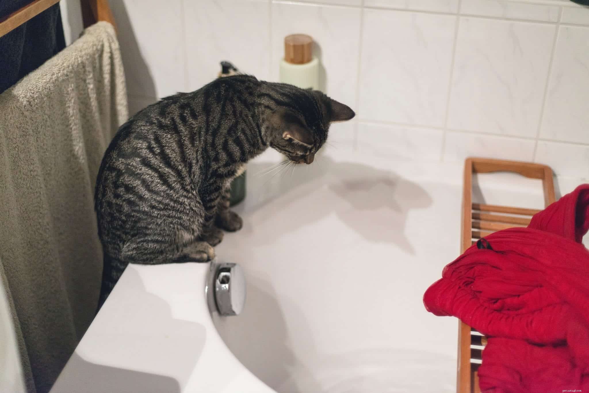 O guia definitivo para dar banho no seu gato sem se arranhar
