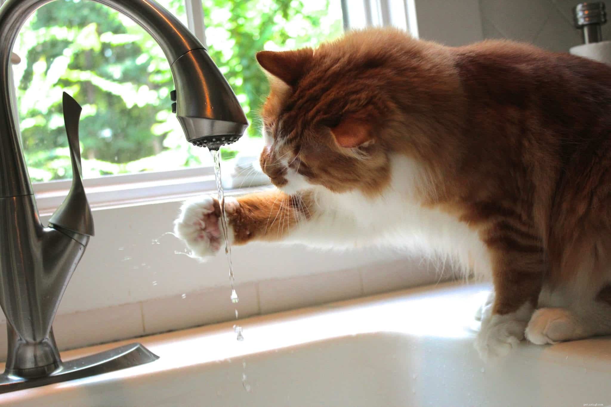 Proč moje kočka miluje vodu z kohoutku?