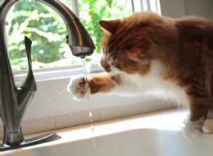 Proč moje kočka miluje vodu z kohoutku?