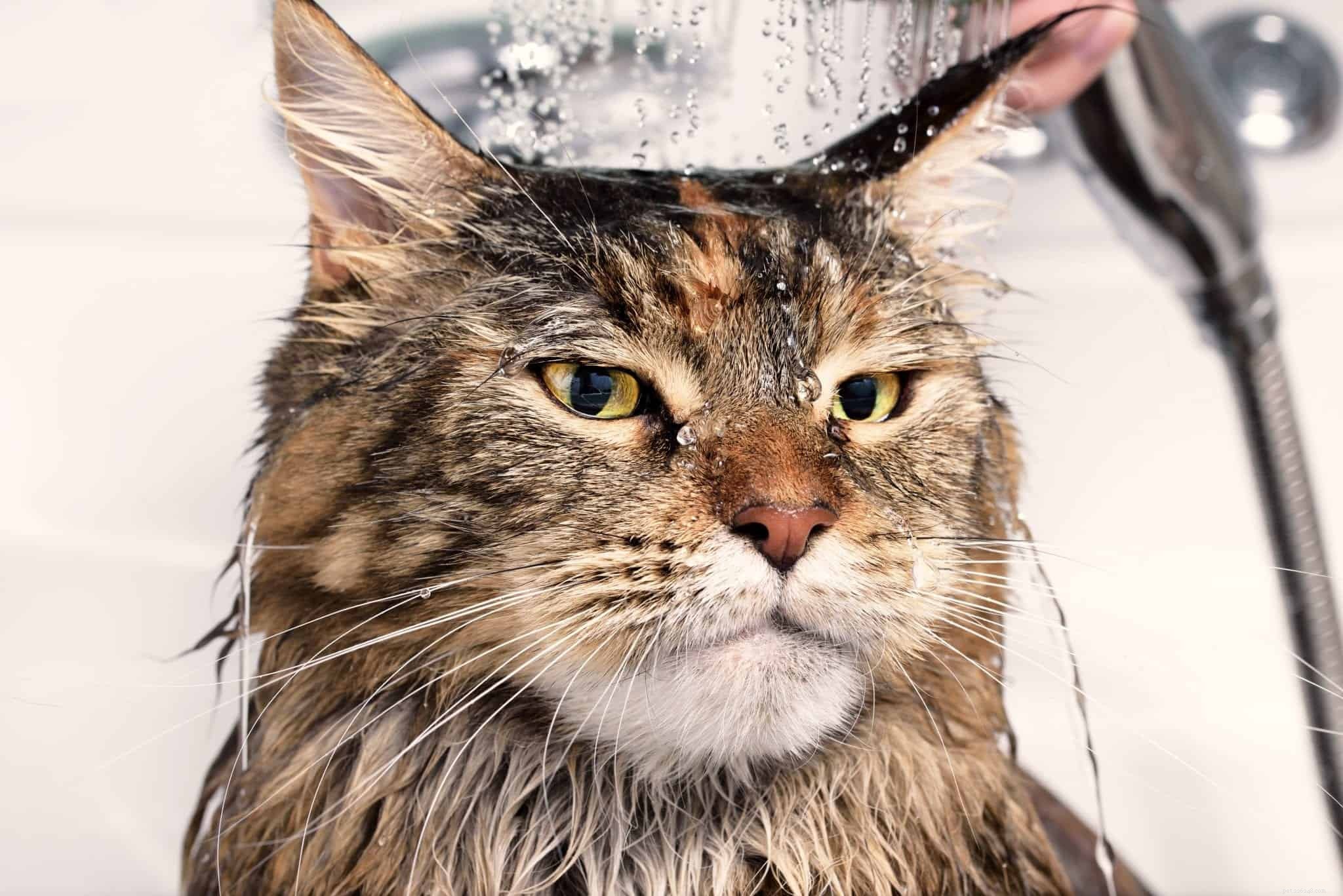우리 고양이가 수도꼭지 물을 좋아하는 이유는 무엇입니까?