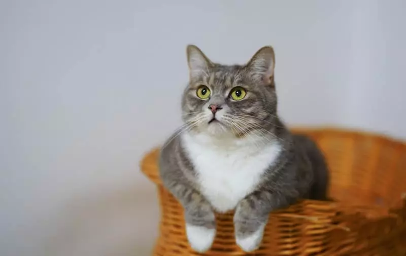 猫に関しては、調査によると、タキシード猫はほとんどの猫を表示します 