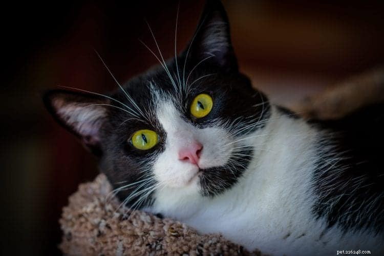 När det kommer till katter visar studien att smokingkatter uppvisar mest kattitude