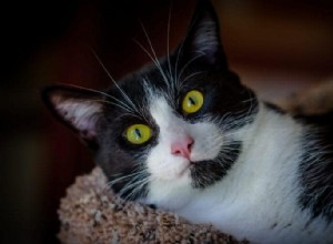 猫に関しては、調査によると、タキシード猫はほとんどの猫を表示します 