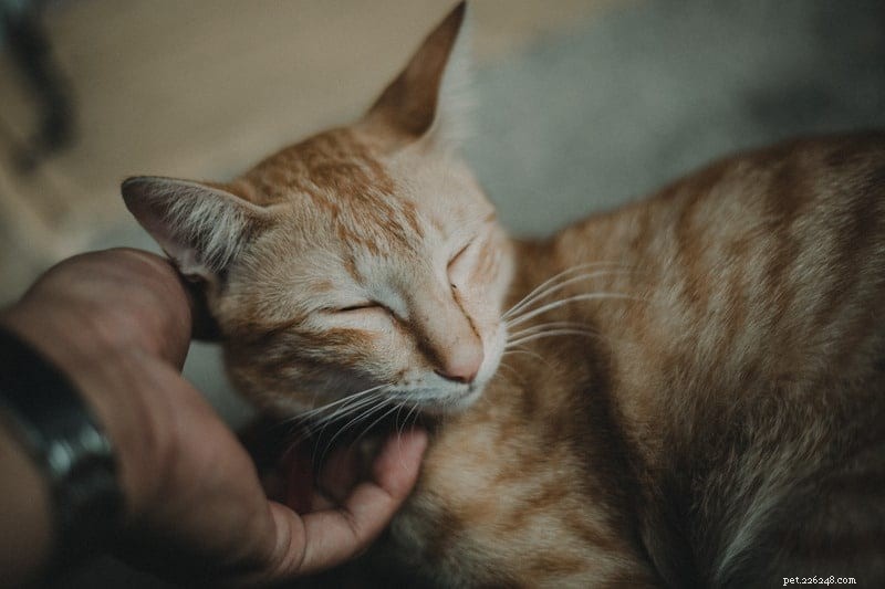 Perché i gatti chiudono gli occhi quando li accarezzi?