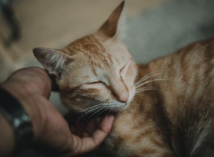 고양이를 쓰다듬으면 눈을 감는 이유는 무엇입니까?