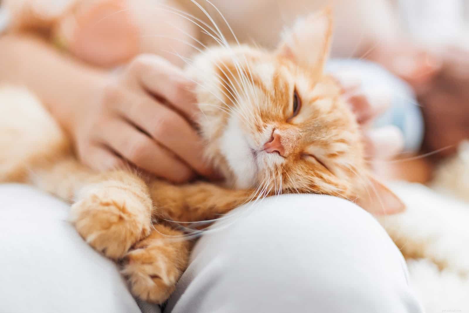 Waarom sluiten katten hun ogen als je ze aait?