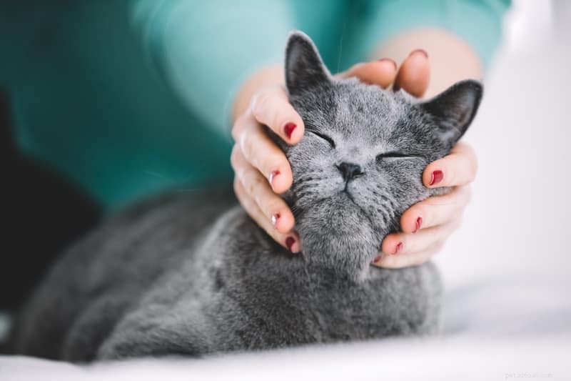 Por que os gatos fecham os olhos quando você os acaricia?