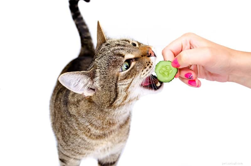 Perché così tanti gatti hanno paura dei cetrioli?