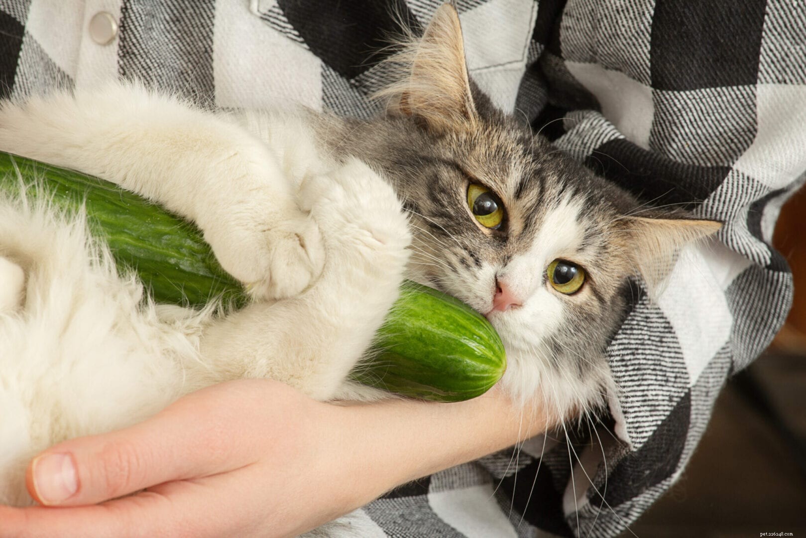 Varför är så många katter rädda för gurkor?