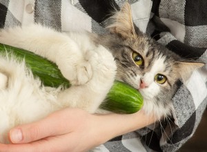 Por que tantos gatos têm medo de pepinos?