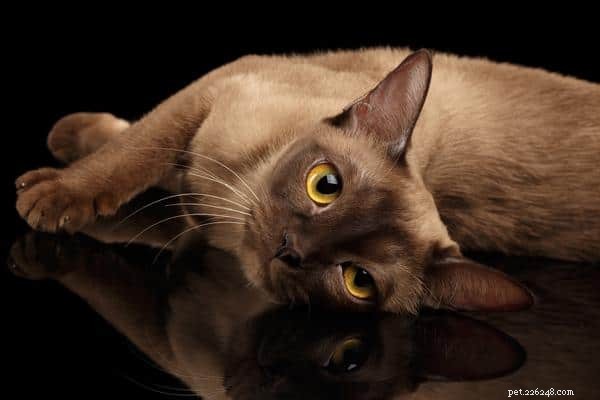 Семь самых умных пород кошек