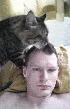 Waarom likt of kauwt mijn kat aan mijn haar?