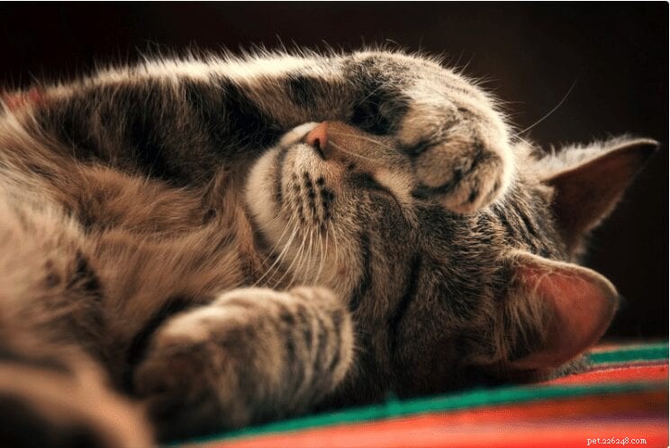 Roliga och intressanta fakta om katts sömnvanor