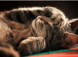 고양이의 수면 습관에 관한 재미있고 흥미로운 사실