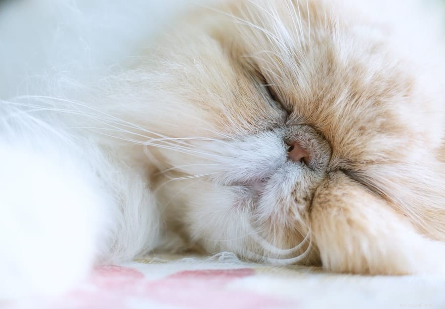 Zábavná a zajímavá fakta o spánkových návycích koček