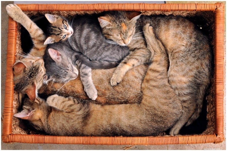 Забавные и интересные факты о привычках кошачьих спать