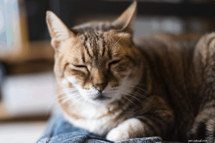 猫の睡眠習慣についての面白くて興味深い事実 