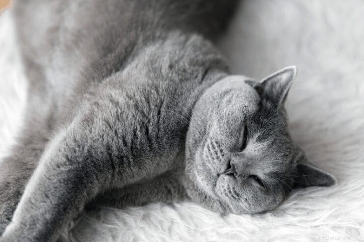 Roliga och intressanta fakta om katts sömnvanor