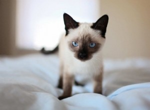 Kan katter spraya efter att de blivit fixade?