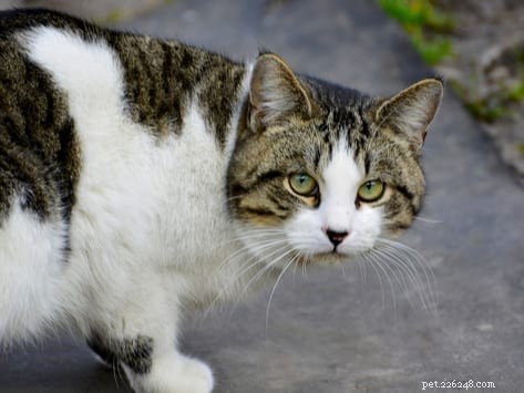 Les chats peuvent-ils vaporiser après avoir été soignés ?