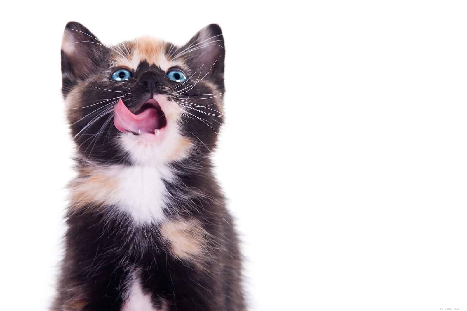 Les façons dont votre chat vous montre son amour dans sa langue