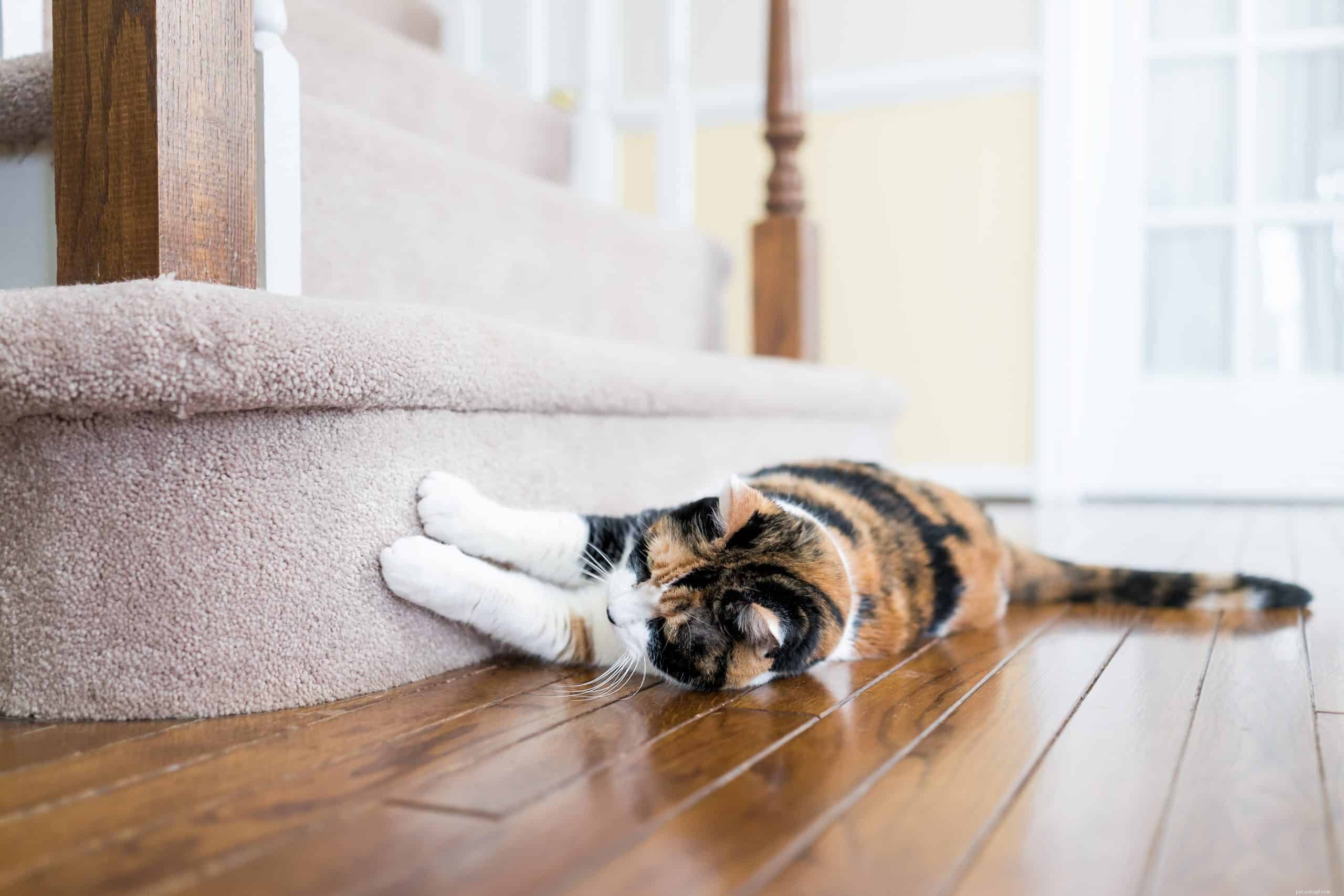 Por que os gatos arranham? Mais dicas para salvar seus móveis