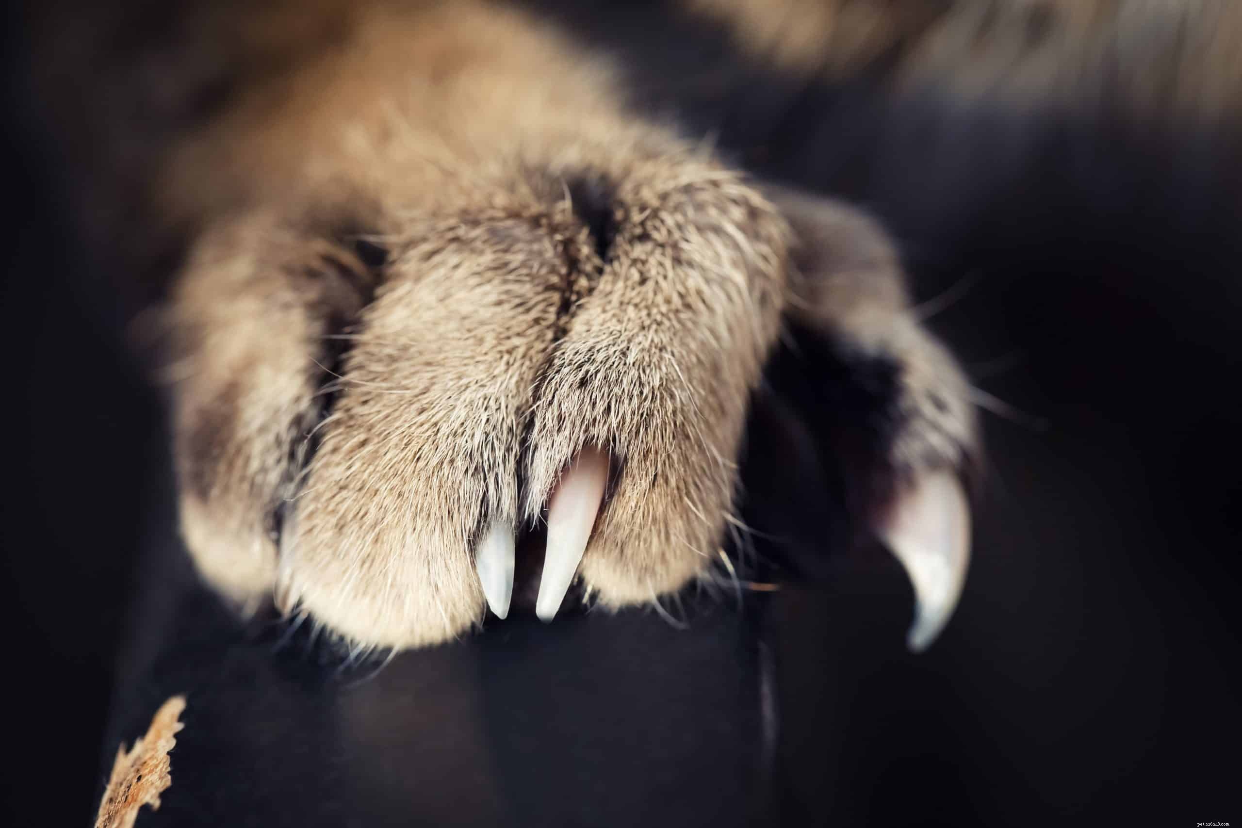 Proč se kočky škrábou? Plus tipy, jak zachránit svůj nábytek