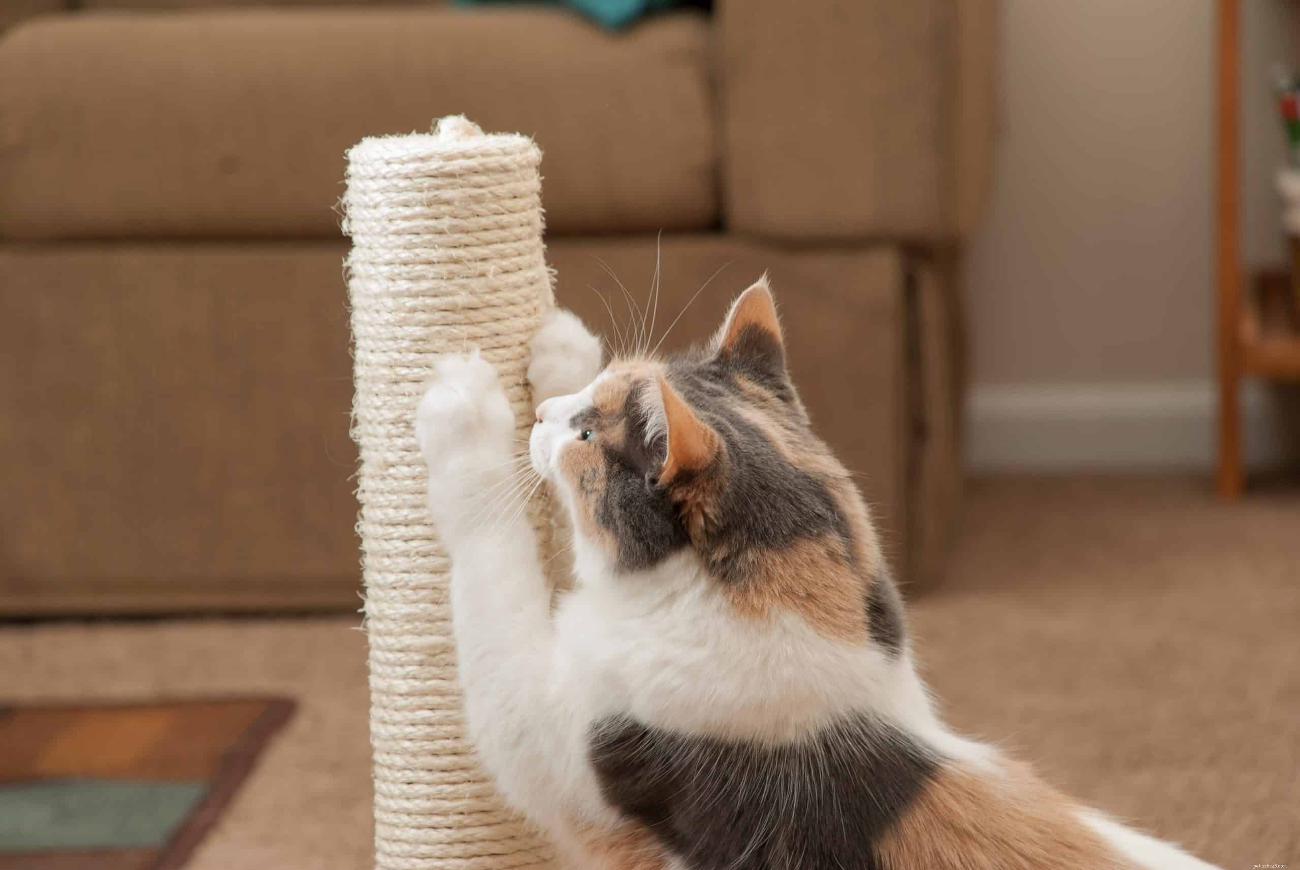 Varför kliar sig katter? Plus tips för att spara dina möbler