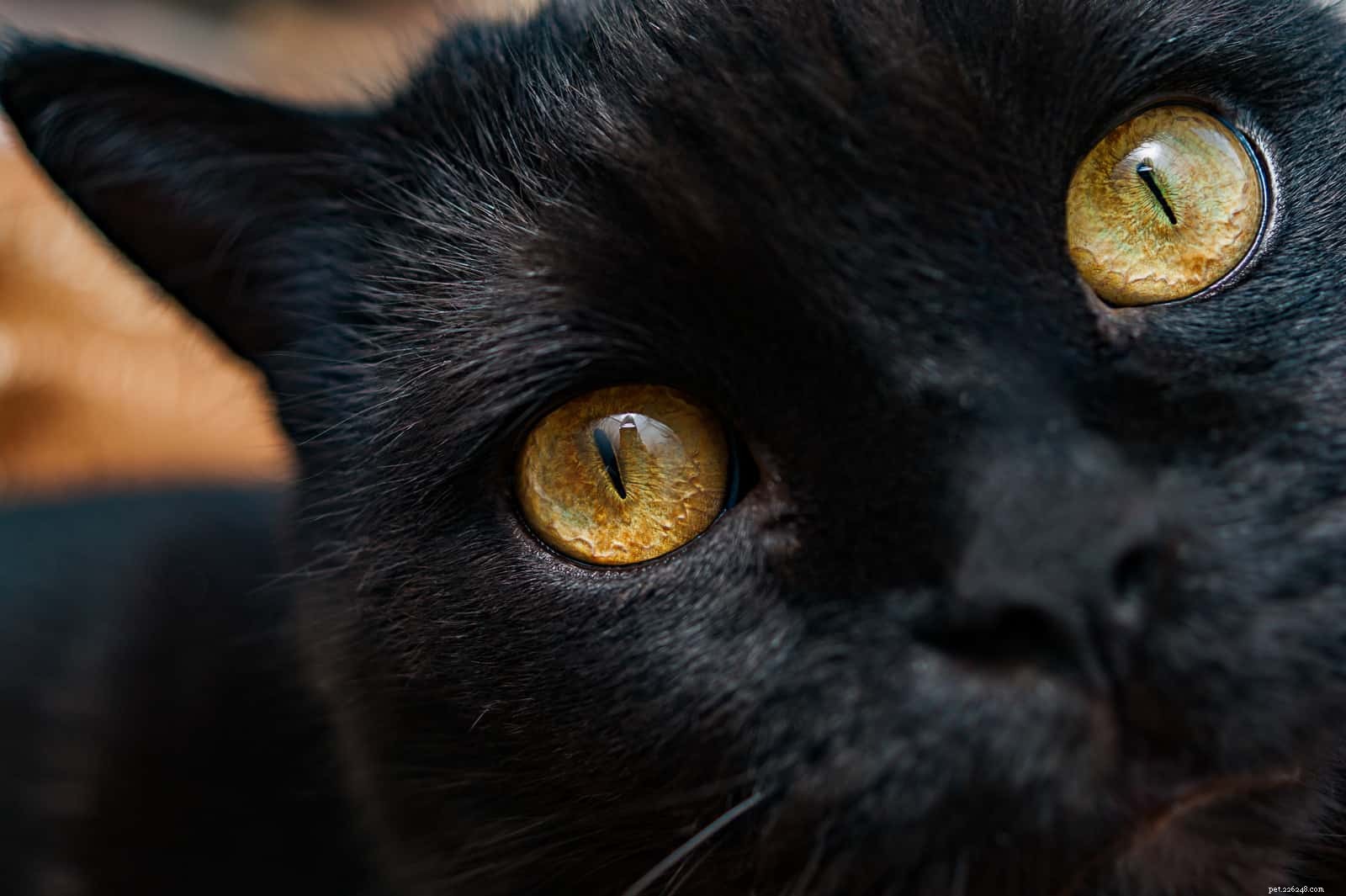 고양이의 눈동자는 자신의 감정을 알릴 수 있습니다